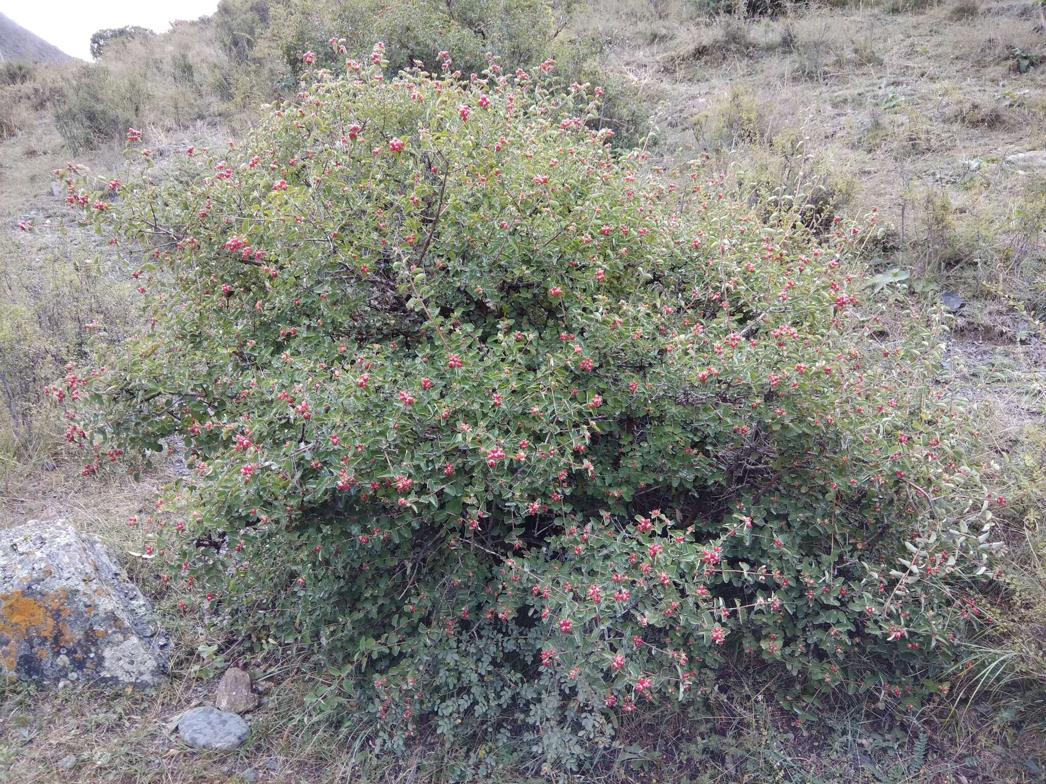 Image de Lonicera iberica M. Bieb.