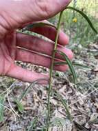 Imagem de Dieteria asteroides var. lagunensis (D. D. Keck) D. R. Morgan & R. L. Hartman