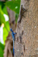 Agama mucosoensis Hellmich 1957 resmi