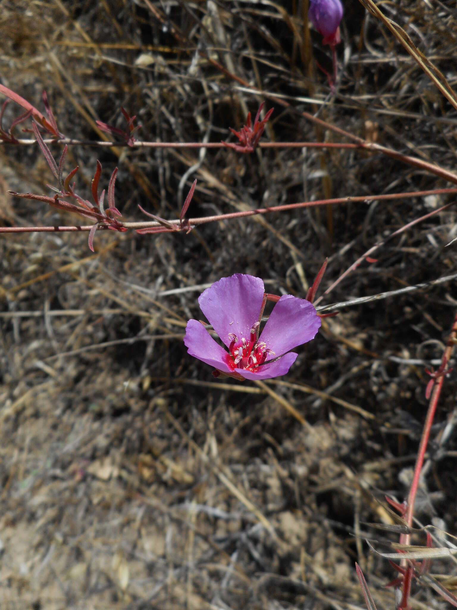 Image of ruby chalice clarkia