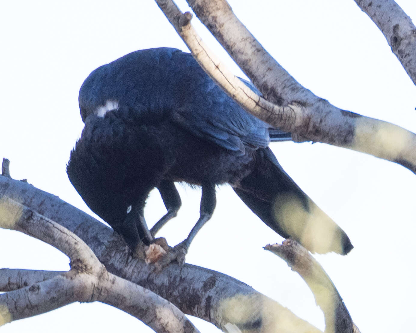 Imagem de Corvus bennetti North 1901