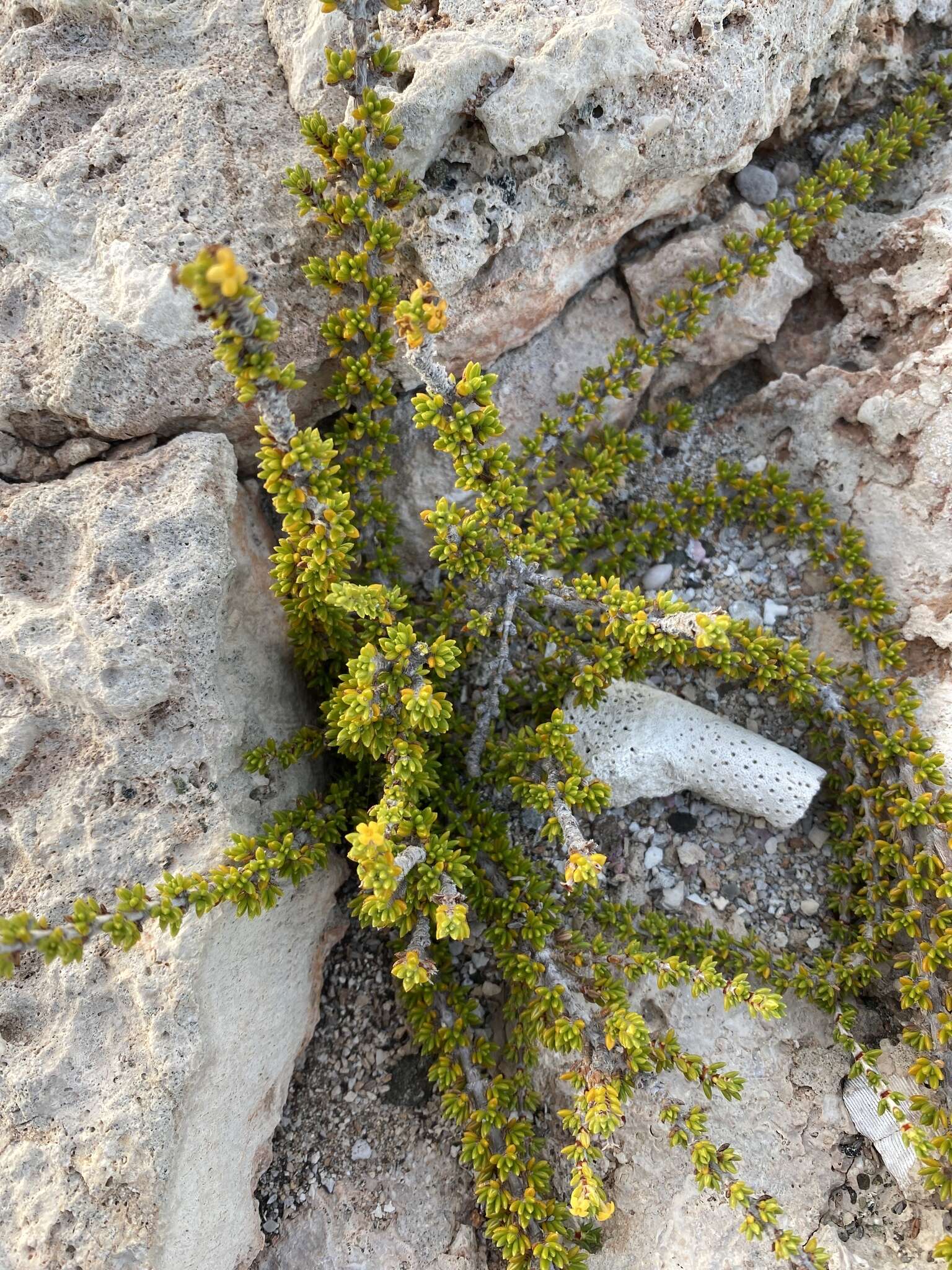 Image of saltwater bush