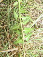 Sivun Asclepias multicaulis (E. Mey.) Schltr. kuva