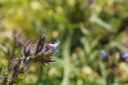 Lycopsis arvensis subsp. orientalis (L.) Kuzn. resmi