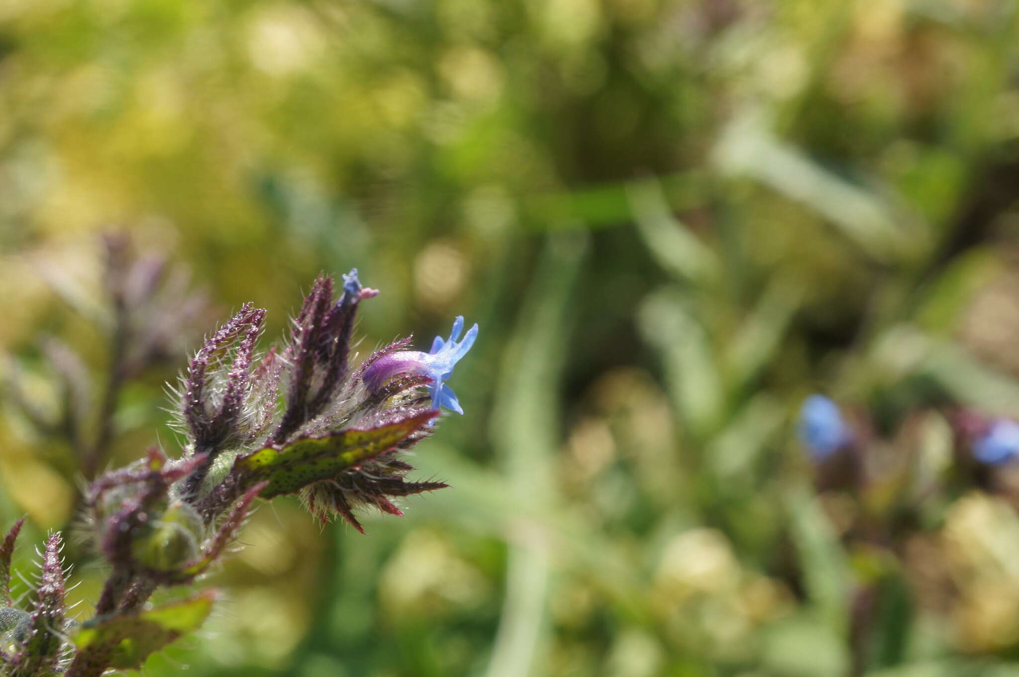 Lycopsis arvensis subsp. orientalis (L.) Kuzn. resmi