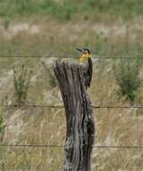 Image of Colaptes campestris campestroides (Malherbe 1849)