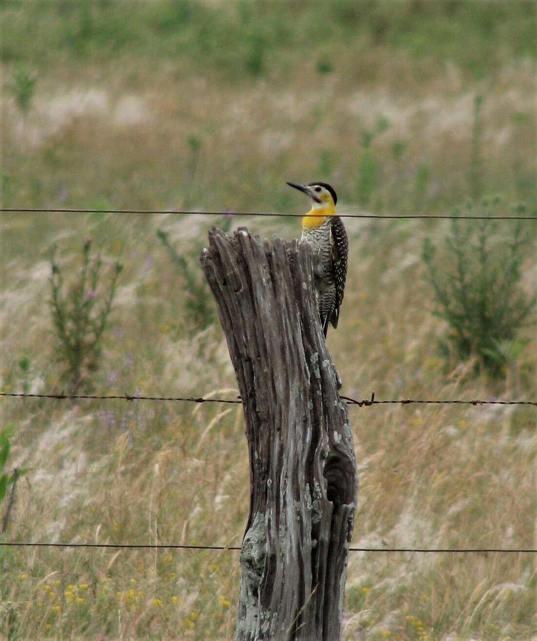 Sivun Colaptes campestris campestroides (Malherbe 1849) kuva