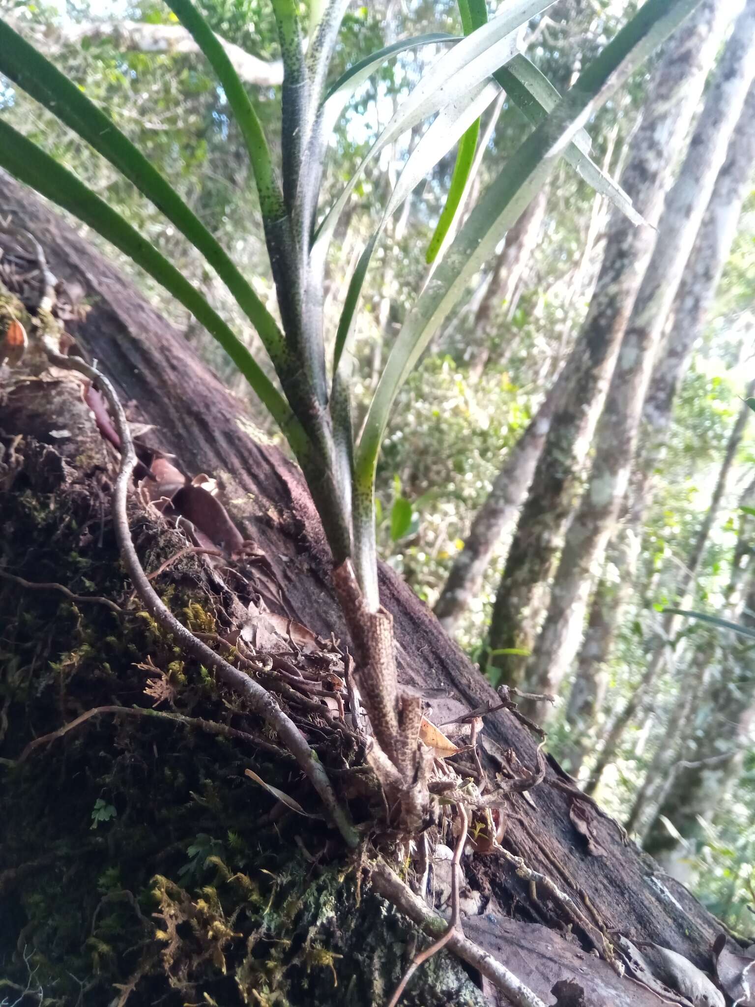 Plancia ëd Jumellea punctata H. Perrier