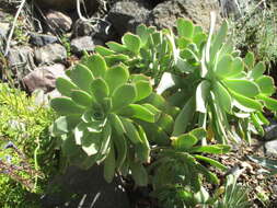 Image of Aeonium percarneum (Murray) J. Pitard & L. Proust