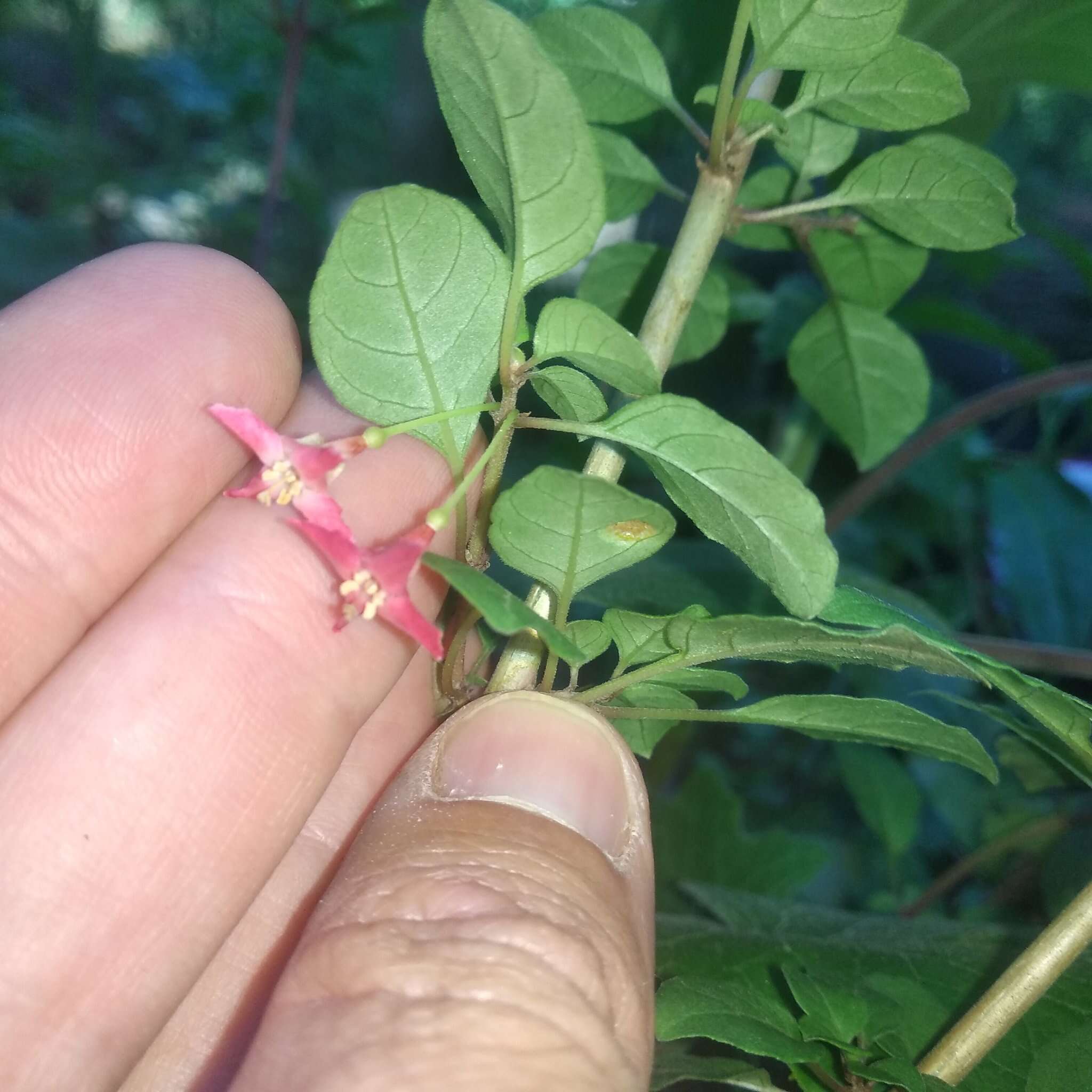 Image of Fuchsia thymifolia Kunth