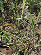 صورة Sabulina tenuifolia (L.) Rchb.