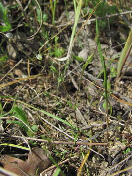 Image of Sabulina tenuifolia (L.) Rchb.