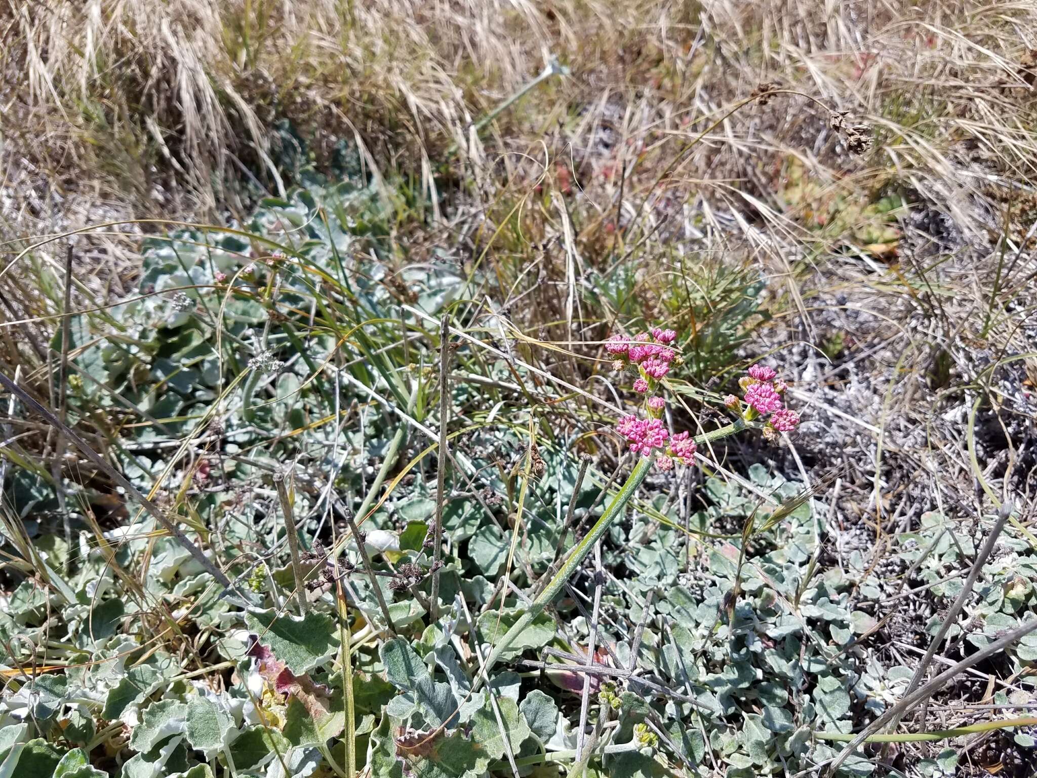 Image of redflower buckwheat