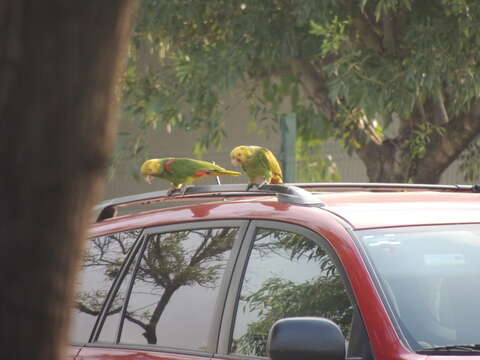 Image of Yellow-headed Parrot, Yellow-headed Amazon