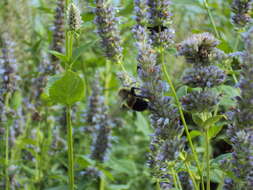 Image of Rusty patched bumble bee