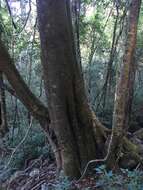 Plancia ëd Olea paniculata R. Br.