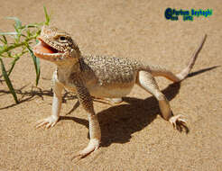 Image of Secret toadhead agama