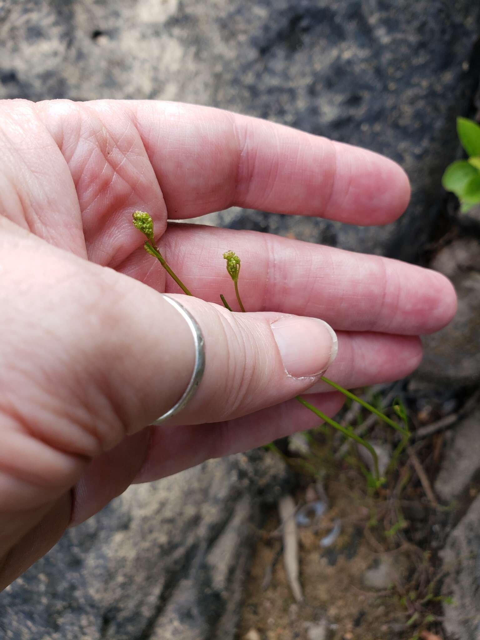 Image of Gulf River Harperella