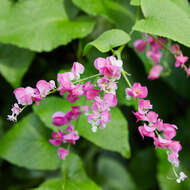 Image of antigonon