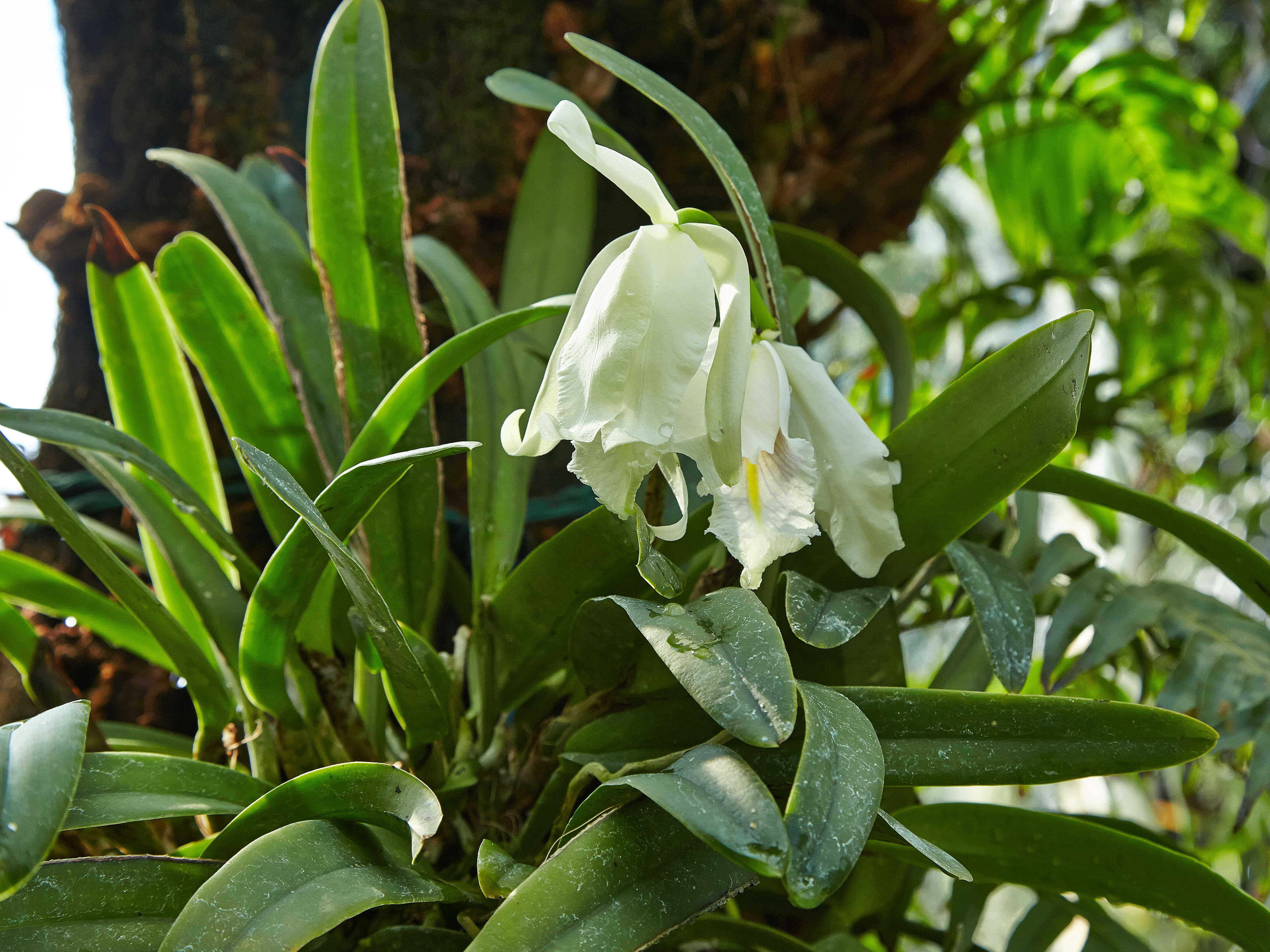 Image of Largest Cattleya