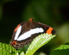 Image of Adelpha abyla