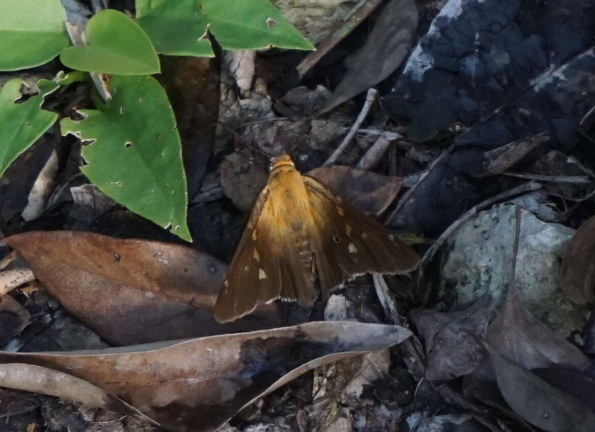 Plancia ëd Epargyreus clavicornis tenda Evans 1955