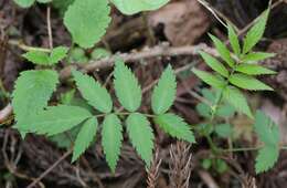 Image of Rubus minusculus H. Lév. & Vaniot