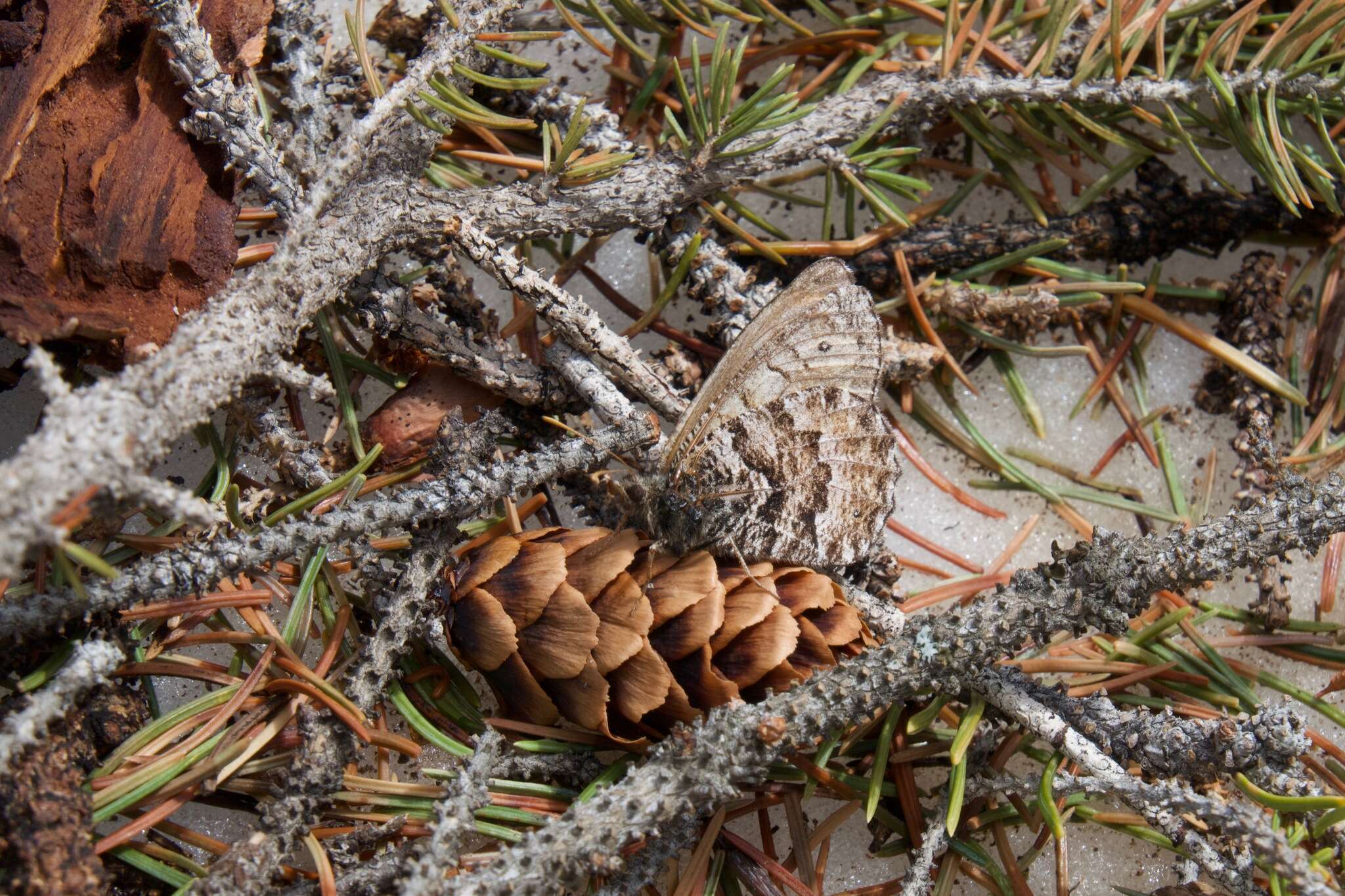 Image of Chryxus Arctic