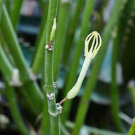 Image de Ceropegia dichotoma Haw.