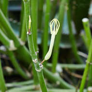 Image de Ceropegia dichotoma Haw.