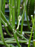 Image de Ceropegia dichotoma Haw.