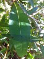 Image of narrowleaf cottonwood