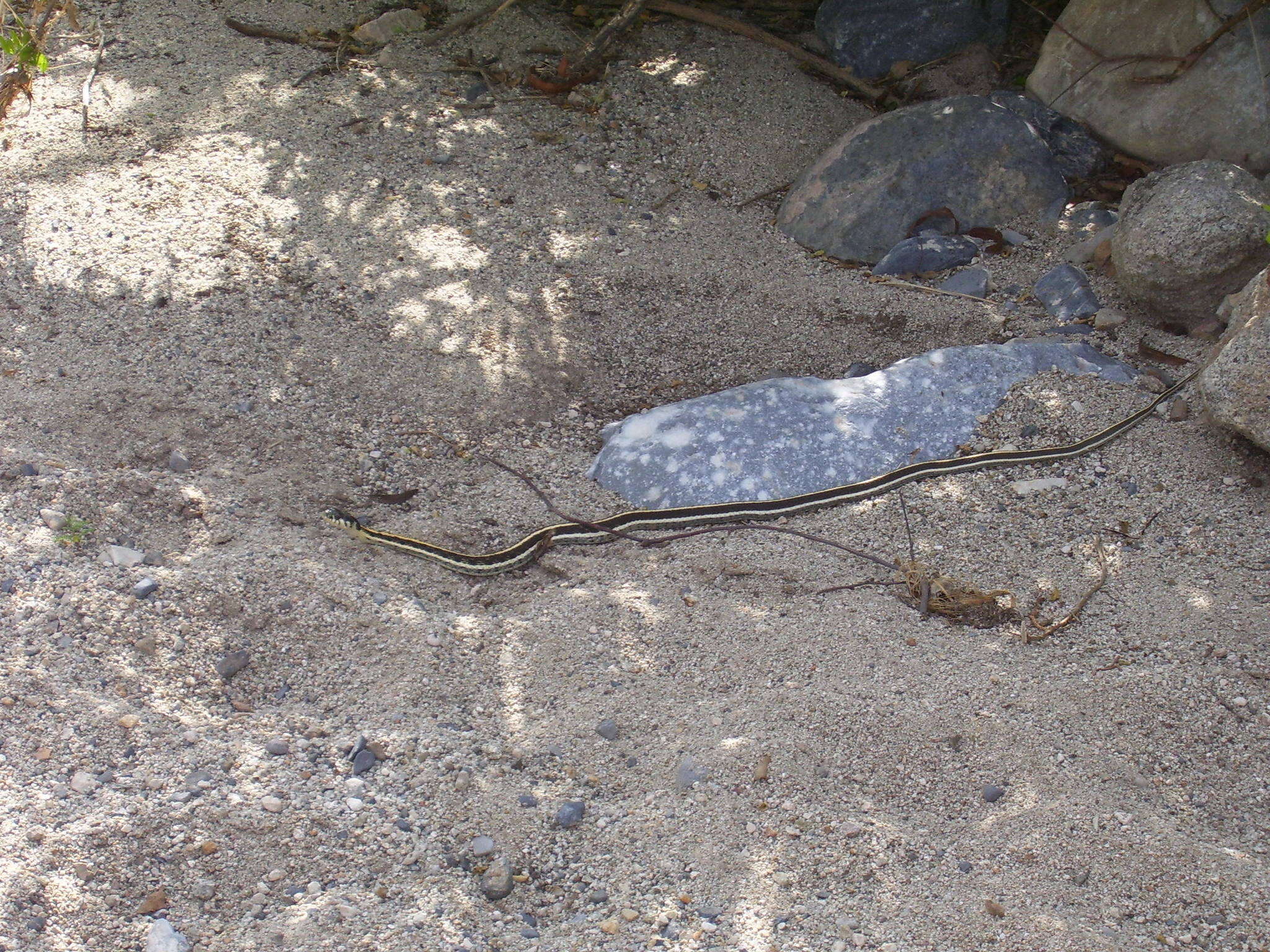 Image of Thamnophis eques virgatenuis Conant 1963