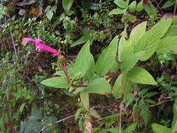 Image of Centropogon gutierrezii (Planch. & Oerst.) E. Wimm.