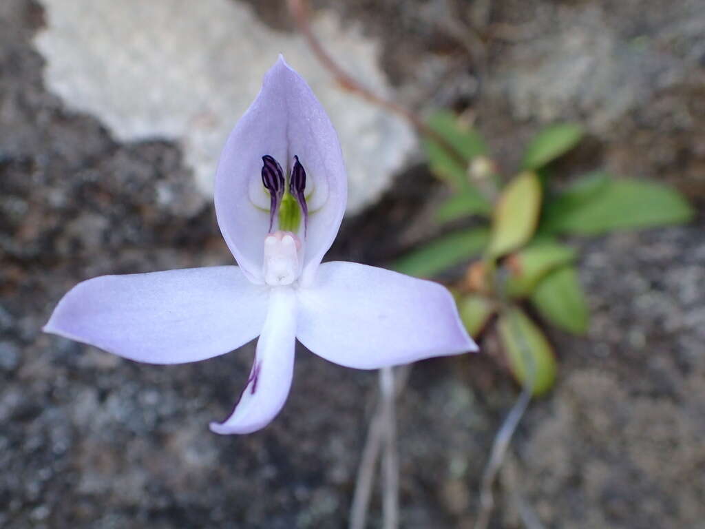 Image of Disa maculata L. fil.