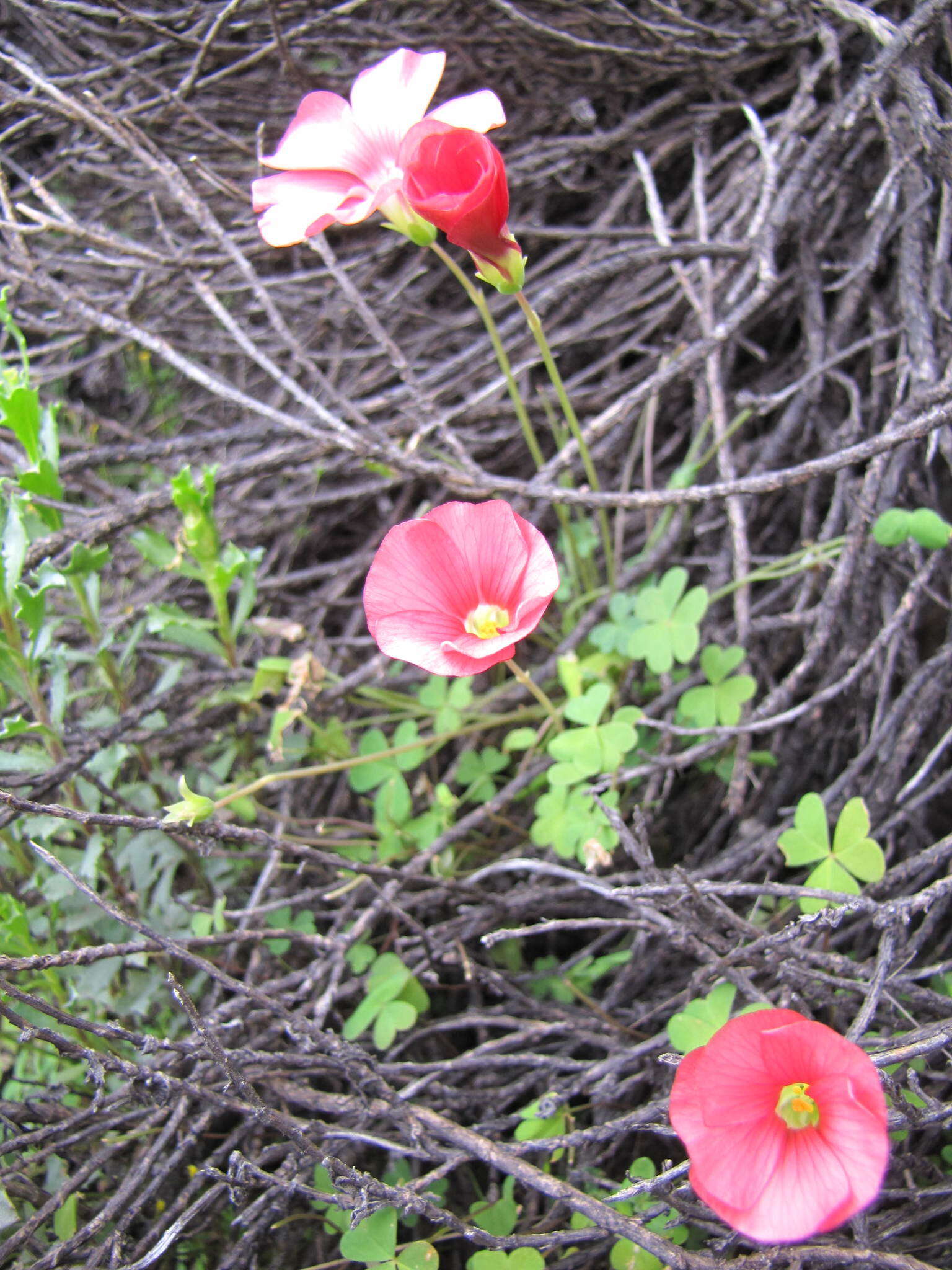 Image of Oxalis marlothii Schlechter ex Knuth