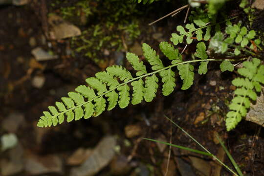 Image of Woodsia subcordata Turcz.