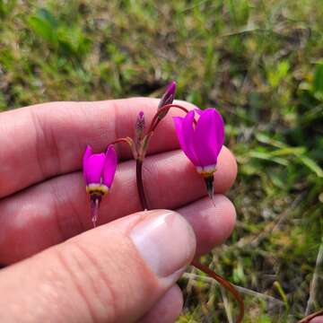 Plancia ëd Dodecatheon pulchellum subsp. macrocarpum (A. Gray) Taylor & Mac Bryde