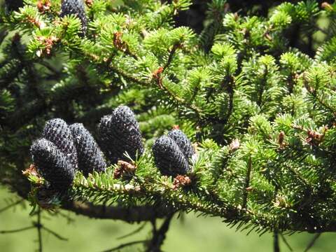 Image de Abies fargesii Franch.