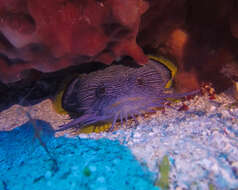 Image of Coral toadfish