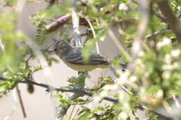 Image of Northern Beardless Tyrannulet