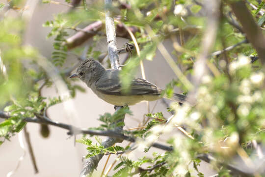 Image of Northern Beardless Tyrannulet