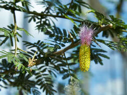 Imagem de Dichrostachys cinerea (L.) Wight & Arn.