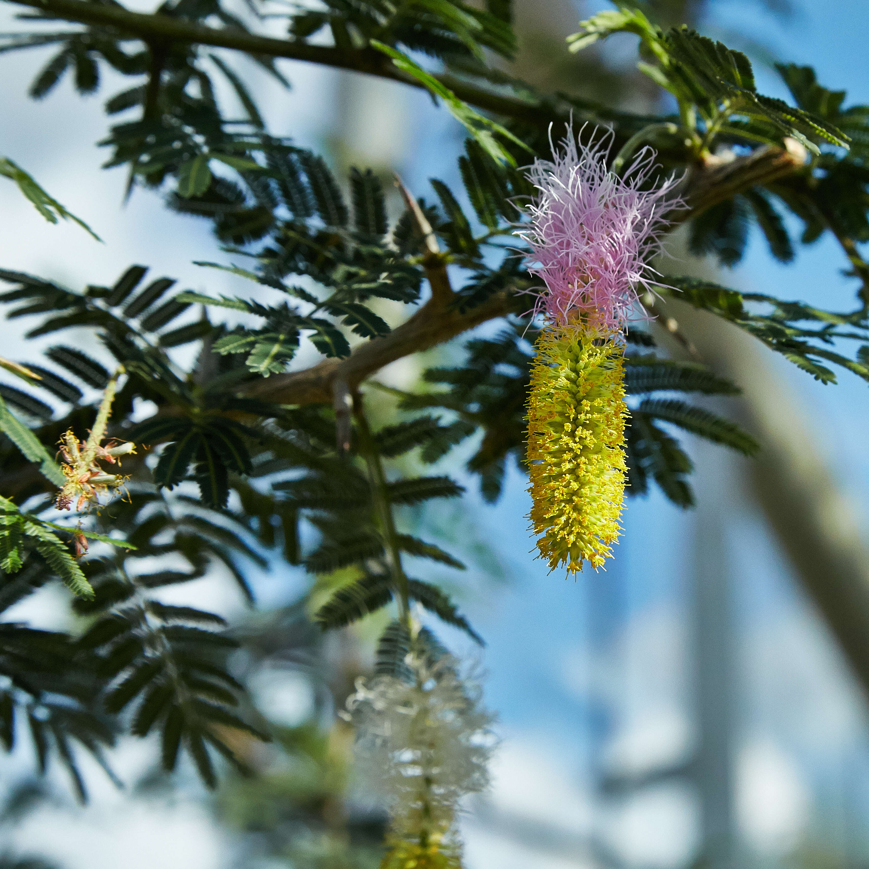 Imagem de Dichrostachys cinerea (L.) Wight & Arn.