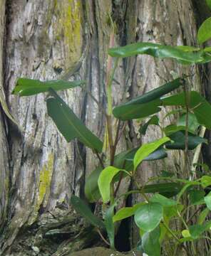 Image of Moreton Bay fig