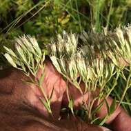 Image of white thoroughwort