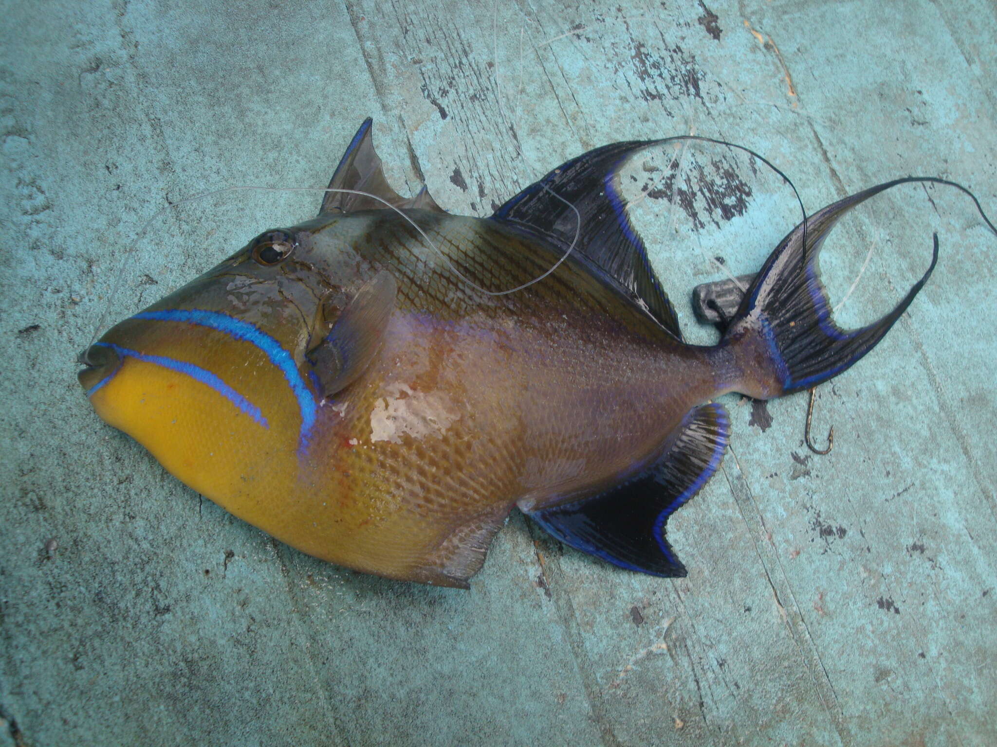 Image of Triggerfish