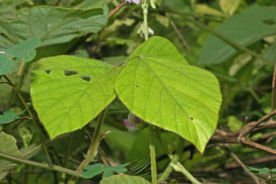 Image of tropical kudzu