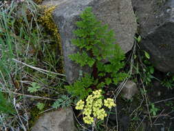 Слика од Lomatium salmoniflorum (Coult. & Rose) Mathias & Constance