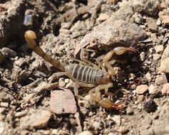 Image of Northern Scorpion